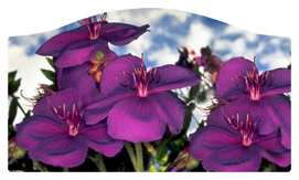 DASHELL-025 Purple Roadsidea